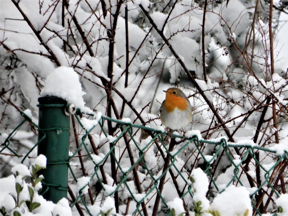 Dieses Rotkehlchen nähert sich ganz vorsichtig der Futterkrippe, denn mit dieser Schönheit in der schneebedeckten Umgebung fällt man natürlich den Katzen sofort auf. Aufgenommen in Meggen. (Bild: Margrith Imhof-Röthlin (Meggen, 5. Januar 2019))