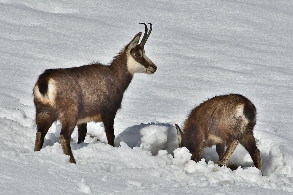 Gämsen bei der Futtersuche. (Bild: Hans Burch (Engelberg, 5. Februar 2019))