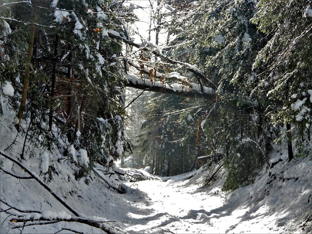 Schon wieder sind im Wald gewaltige Schäden zu beklagen. Aufgenommen im Fuchsenried in Udligenswil. (Bild: Margrith Imhof-Röthlin, 9. Februar 2019)