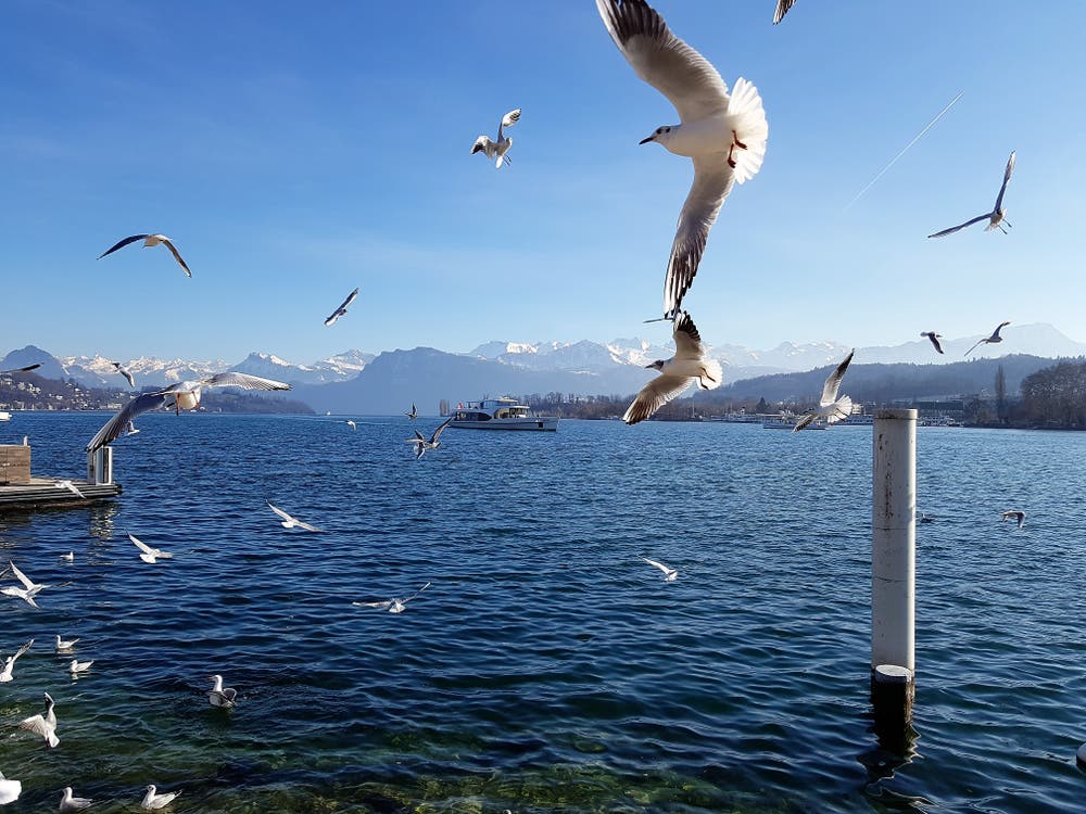 Möwen über dem Vierwaldstättersee. (Bild: Rolf Stocker (Luzern, 13. Februar 2019))