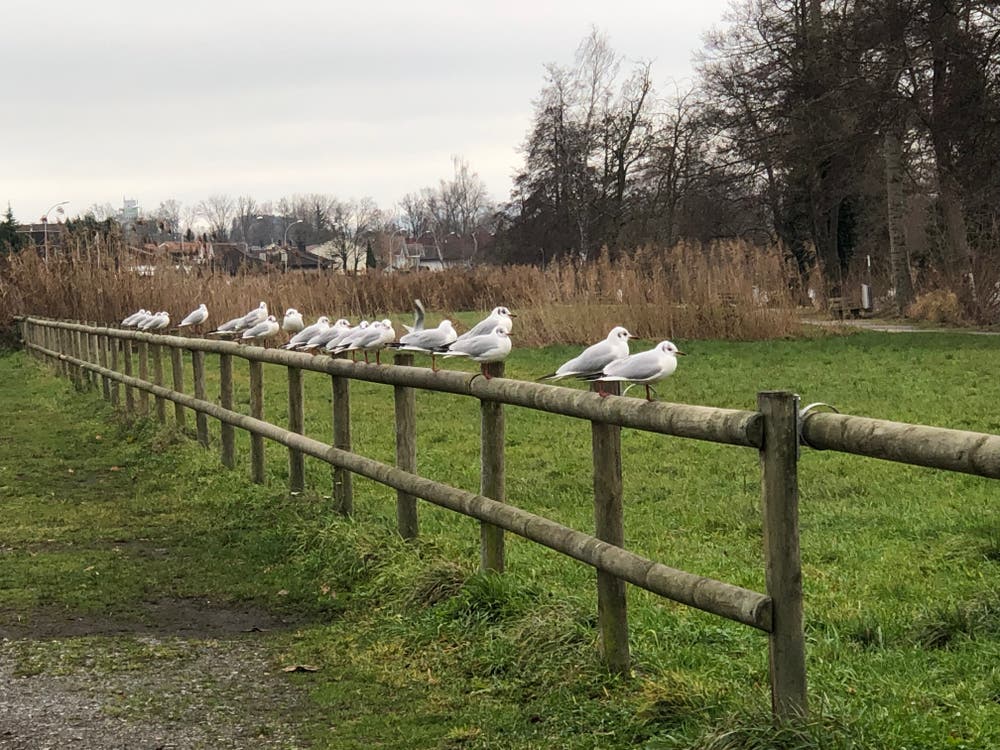 Möwen am Sempachersee. (Bild: Peter Rüedi, 14. Februar 2019)