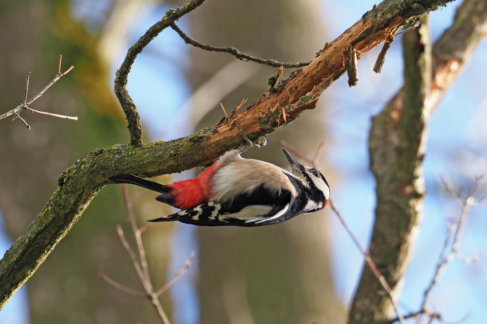 Ein Specht bei der Arbeit. (Bild: Marianne Schmid, Oberkirch, 14. Februar 2019)