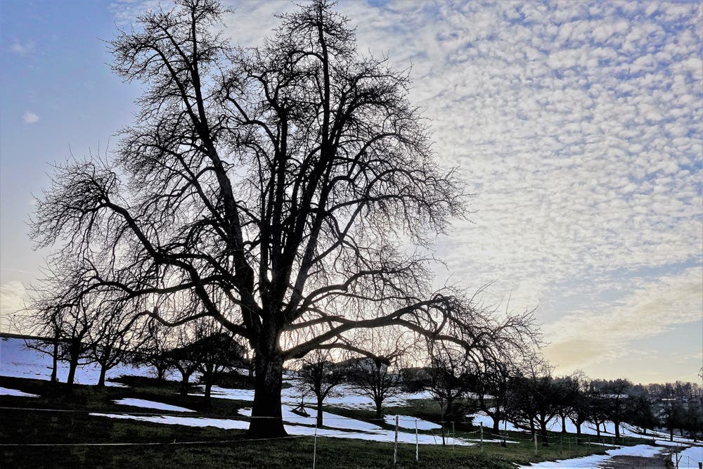 Schäfchen am Abendhimmel. (Bild: Josef Habermacher, Rickenbach, 23. Februar 2019)