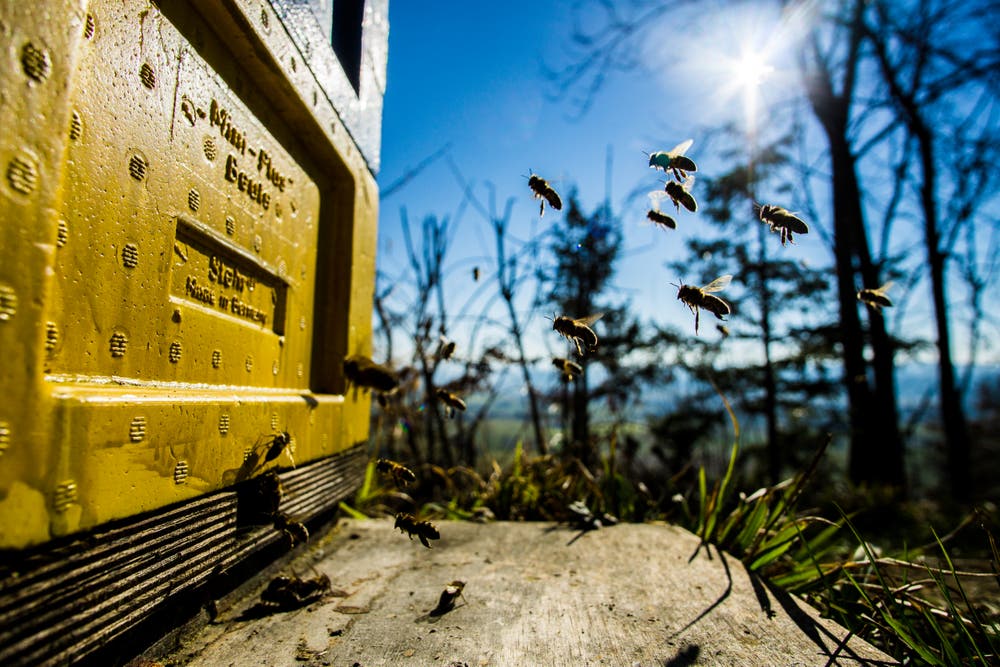 Emsiges Treiben am Bienenkasten. (Bild: Vinzenz Blum, Egolzwil, 25. Februar 2019)