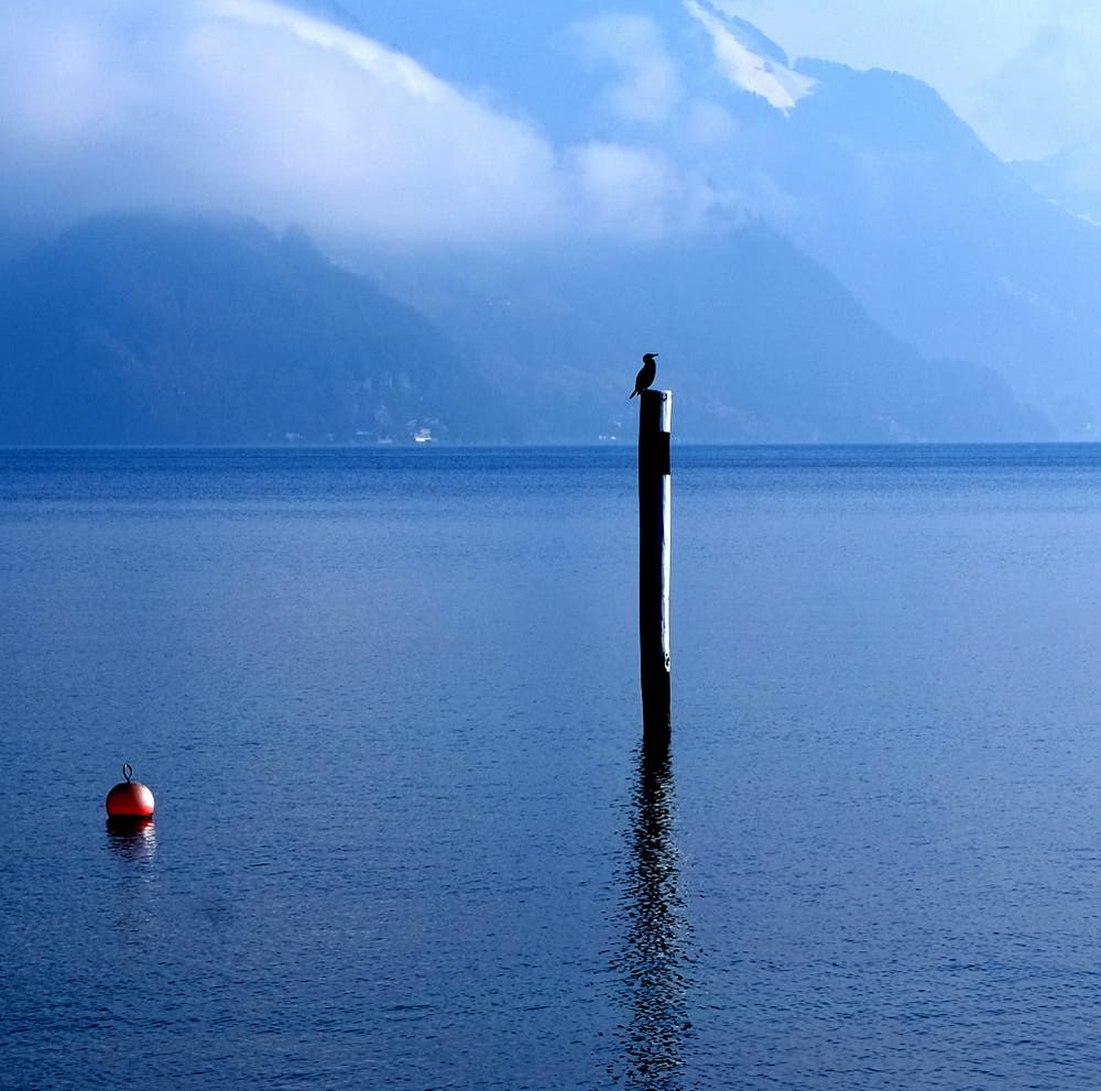 Ein Kormoran geniesst den Wintermorgen beim Seeplätzli in Ennetbürgen. (Bild: Sepp Bernasconi, 2. Februar 2019)