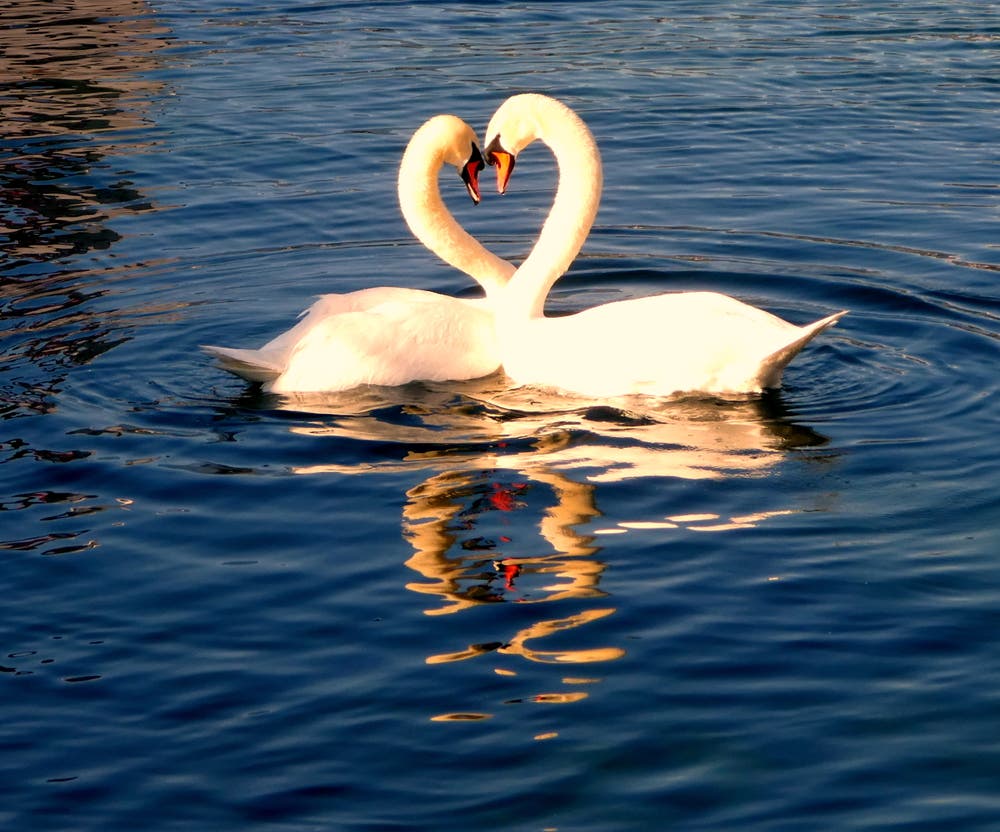 Schwäne am Schweizerhofquai. (Bild: Walter Buholzer, Luzern, 25. Februar 2019)