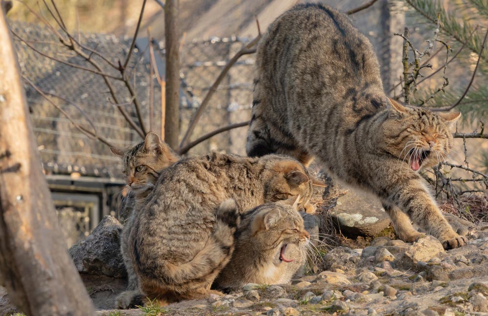 Dehnen Mädels, der Frühling naht. (Bild: Hardy Konzelmann, Goldau, 26. Februar 2019)
