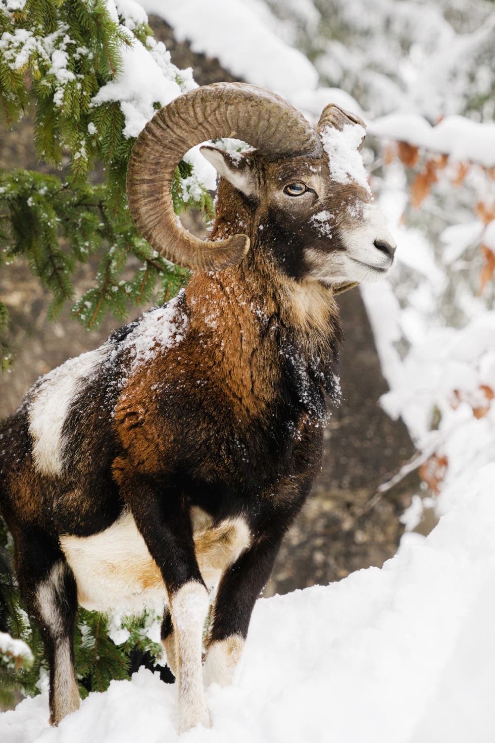 Mit dem Abo Pass in den Tierpark Goldau. (Bild: Anita Imfeld-Leu, Goldau, 6. Februar 2019)