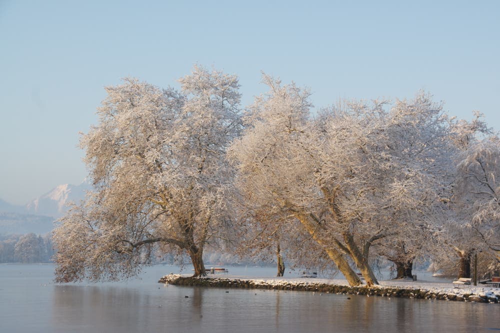 Die sonnedurchfluteten Bäume des Inselis im Villettepark nach dem sonntäglichen Schneefall. (Bild: Sonja Weber, Cham, 3. Februar 2019)