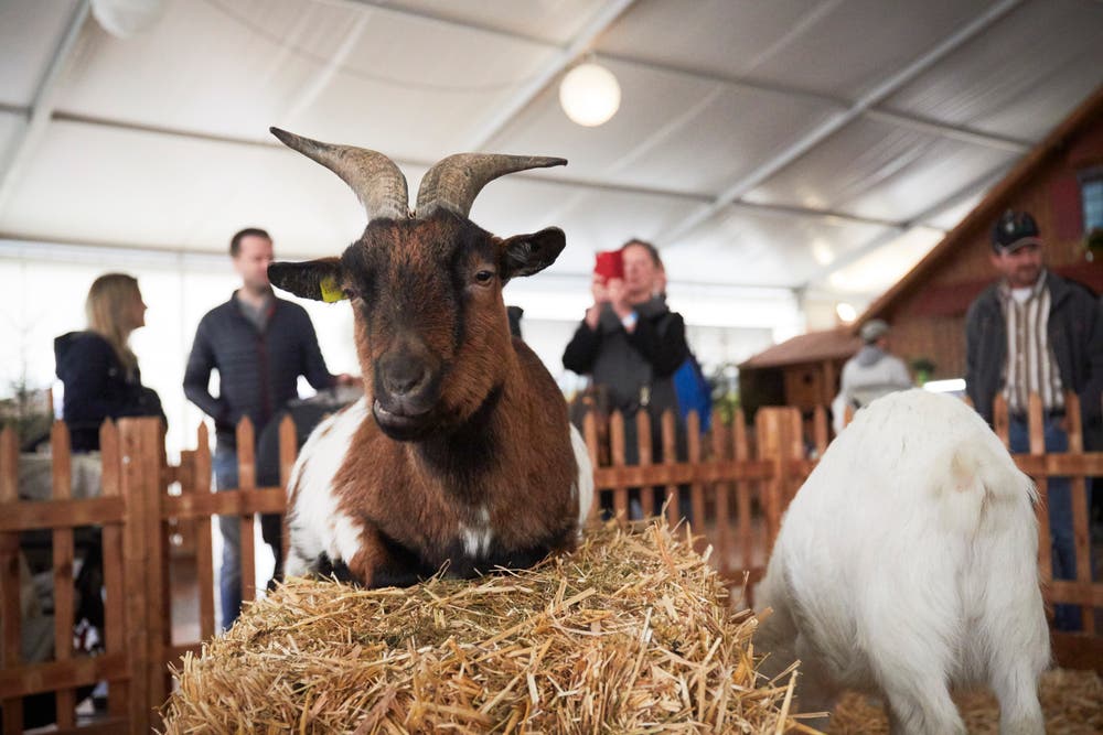 (Bild: Jakob Ineichen, Luzern, 27. April 2019)
