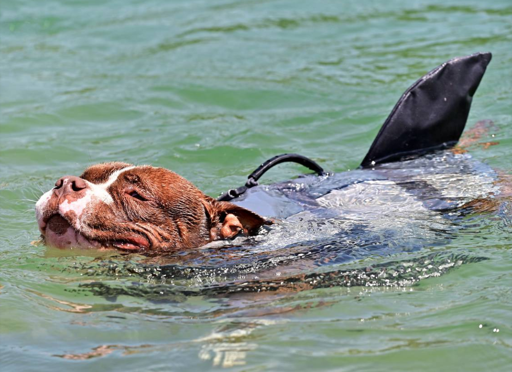 Ein Hund geniesst die Abkühlung in der Aare. (Bild: Bruno Kissling)