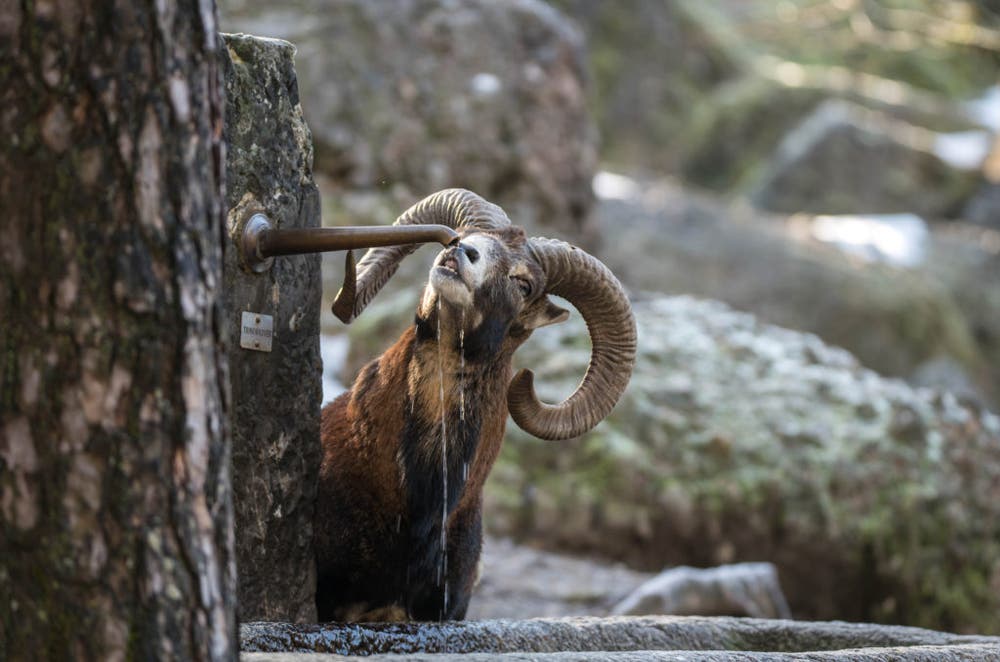 Dieses Mufflon erlaubt sich eine Erfrischung am Brunnen. (Bild: Tierpark Goldau)