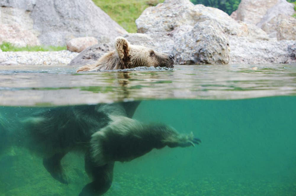 Der Braunbär gönnt sich einen Schwumm. (Bild: Tierpark Goldau)