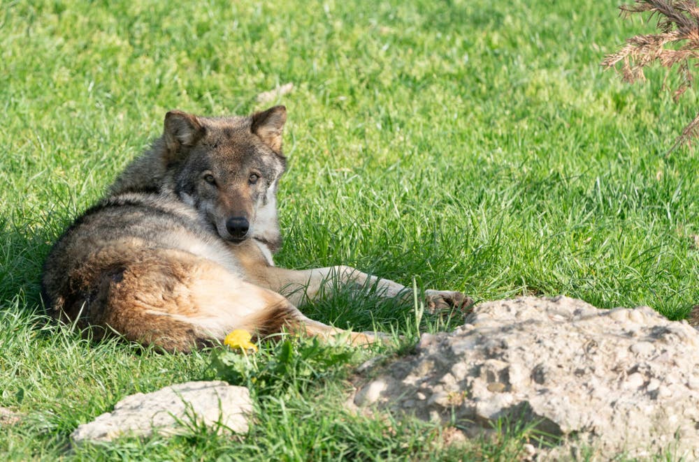 Der Wolf hat sich ein Schattenplätzchen gesucht. (Bild: Tierpark Goldau)
