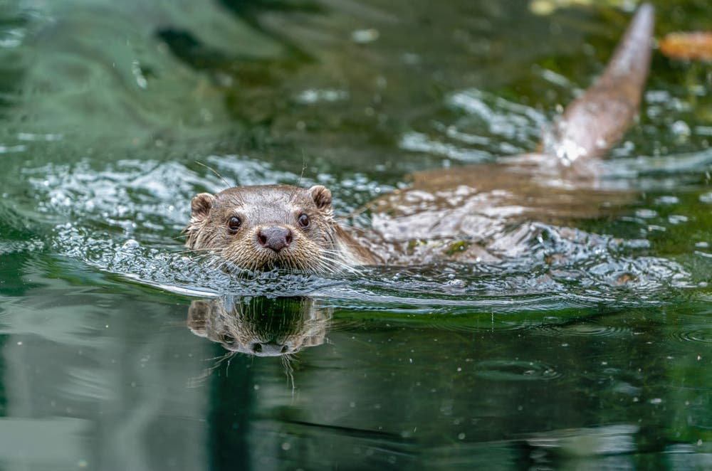 Im Tierpark Goldau lässt sich dieser Fischotter von seiner natürlichen Umgebung kühlen. (Bild: Tierpark Goldau)