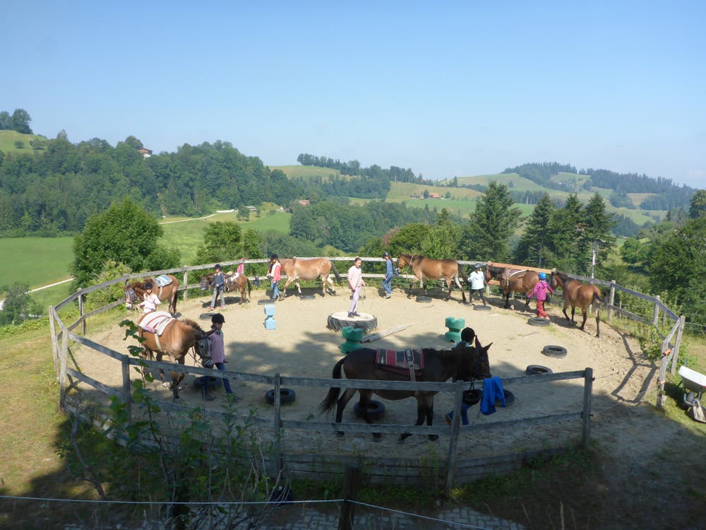 Die Maultiere im Reitferiencamp werden durch den «Round-Pen» geführt, bevor die Kinder auf die Tiere aufsteigen. Lagerbild: Reitferiencamp mit Maultieren (Wilisau, 21. Juli 2019)