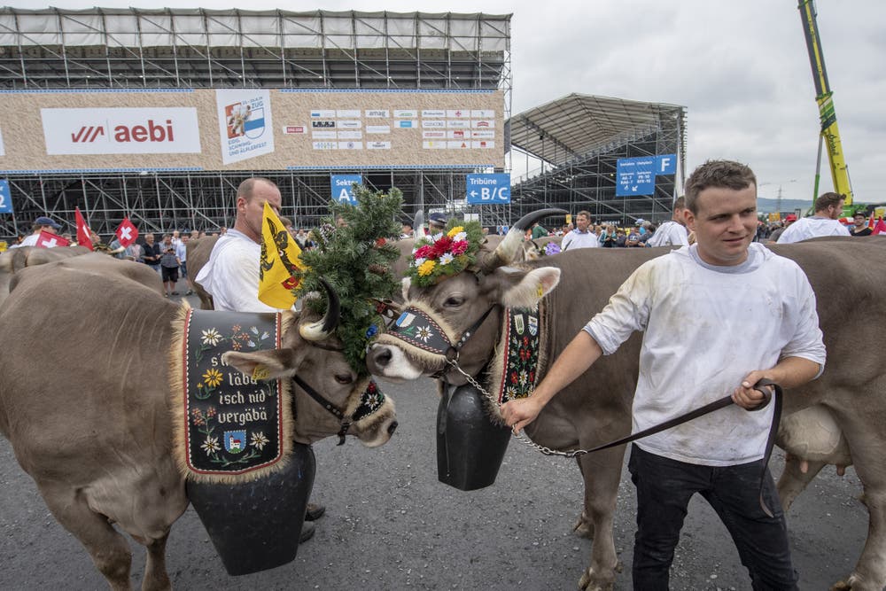 Eine Kuhherde beim Festumzug vor der Schwingerarena. (Bild: KEYSTONE/Urs Flüeler, 23. August 2019)