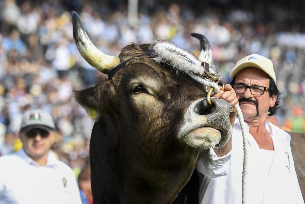 Der Siegermuni Kolin. (KEYSTONE/Urs Flüeler, 24. August 2019)