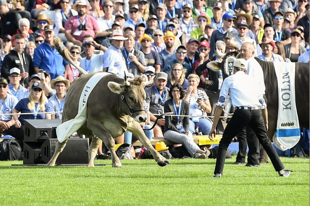 Rind Greth rennt durch die Arena. (KEYSTONE/Urs Flüeler, 24. August 2019)
