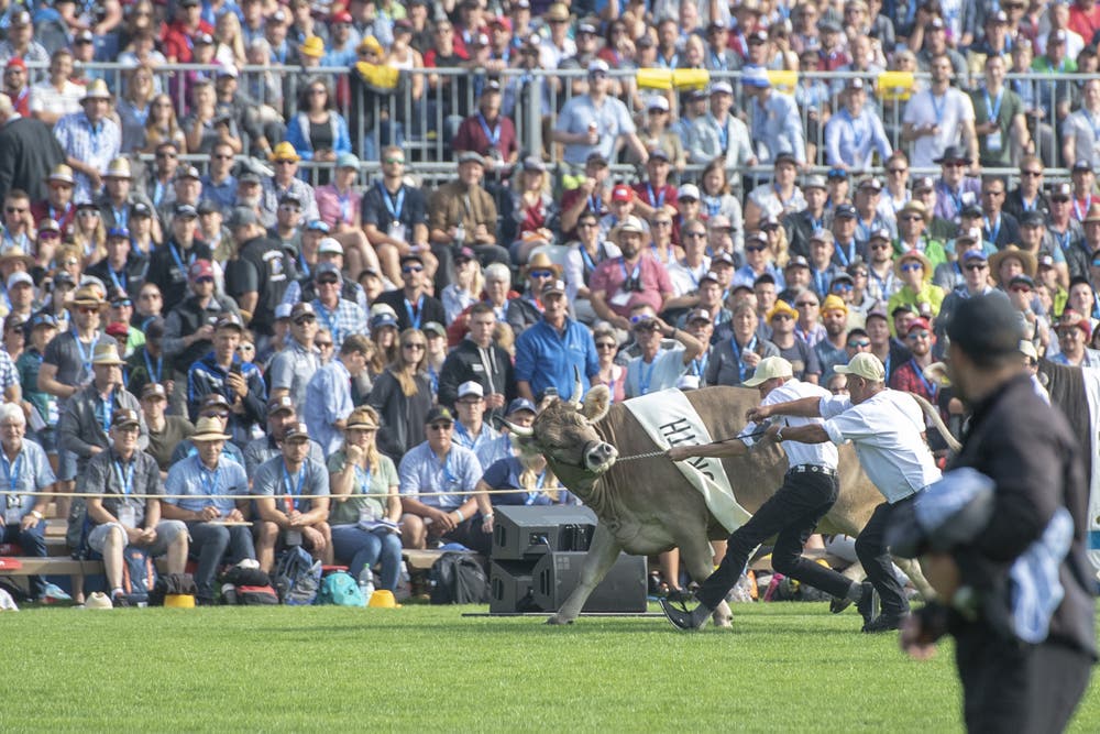 Rind Greth rennt durch die Arena. (KEYSTONE/Urs Flüeler, 24. August 2019)