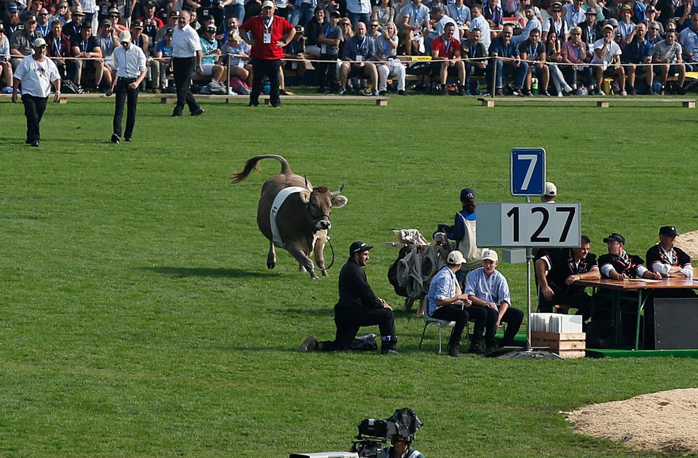 Rind Greth rennt durch die Arena. (Bild: Stefan Kaiser, Zug, 24. August 2019)