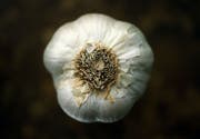 Knoblauch schmeckt und kann im Garten auch als Fungizid eingesetzt werden. (Bilder: Getty)