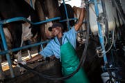 Ein dunkelhäutiger Arbeiter auf dem Hof eines weissen Farmers nahe der simbabwischen Hauptstadt Harare. (Bild: D. Kitwood/Getty (1. August 2018)