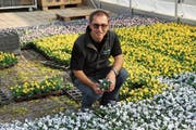 Benno Jerg inmitten von bunten Stiefmütterchen, die darauf warten, gesetzt zu werden. (Bild: Noah Salvetti)