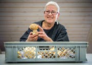 Bestandesaufnahme: Pilzkontrolleurin Monika Weber mit einer Schleiereule, einem Speisepilz, in Müllheim. (Bild: Reto Martin 12. Oktober 2017)