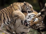 Ein Bild aus vergangenen Tagen: Amurtigerin Elena spielt im Zoo Zürich liebevoll mit einem ihrer Jungen. (Bild: Keystone/STEFFEN SCHMIDT)