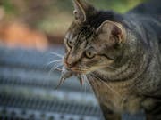 Unterwegs im Dienste der Wissenschaft: Katzen jagen Mäuse - und die Fachleute finden mehr über die Verbreitung der kleinen Nagetiere heraus. (Bild: Handout Naturmuseum Solothurn)