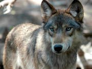 In Graubünden ist schon der zweite Jungwolf in felsigem Gelände abgestürzt - fast am gleichen Ort wie der erste. (Bild: KEYSTONE/AP/DAWN VILLELLA)