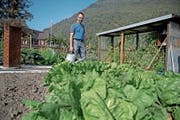 Urs Fallegger in seinem Garten beim Schwybogen Stans. (Bild: Corinne Glanzmann (10. Oktober 2018))