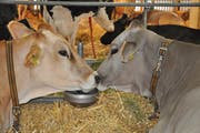 Kuh Olivia aus Kümmertshausen mit Minnesota aus der Surselva.