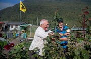 Hans Tresch (links) und Meinrad Murer beim Blumenschneiden. (Bild: Corinne Glanzmann (Stans, 10. Oktober 2018))