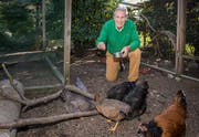 Bei Pepe Lienhard in Frauenfeld daheim. Hier füttert er gerade seine Hühner.(Bild: Reto Martin)