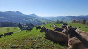Blick auf den Entlebucher Hof, in den Sempach Ende Dezember ziehen wird. (Bild: PD)