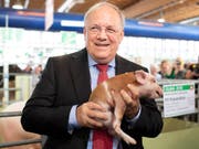Beim zweiten Anlauf hat's geklappt. Bundesrat und Tierarztsohn Johann Schneider-Ammann gab sich bei seinem zweiten und letzten Olma-Besuch beim obligaten Säulihalten keine Blösse. (Bild: Keystone-SDA/Gian Ehrenzeller)