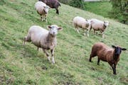 Hinterthurgauer Tiere, hier Schafe in Schurten, sollen künftig vermehrt im Tannzapfenland verarbeitet werden. (Bild: Olaf Kühne)