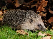 Ein Igel auf Futtersuche in einem Garten. Im Herbst müssen die Tiere besonders viel fressen, um sich für den Winter zu stärken. (Bild: KEYSTONE/Steffen Schmidt)
