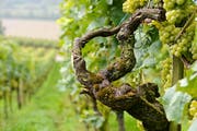 Müller-Thurgau-Trauben am Iselisberg in Uesslingen. (Bild: Reto Martin)