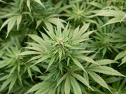 In Grossbritannien wird Cannabis zu therapeutischen Zwecken ab dem 1. November auf ärztliche Anordnung erlaubt. (Bild: KEYSTONE/GAETAN BALLY)