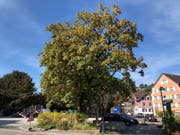 Der kränkelnde Spitzahorn muss einem jungen, gesunden Baum weichen. (Bild: PD)