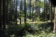 Wälder haben in unserer Kulturlandschaft eine Schutzfunktion. (Bild: Nana do Carmo)