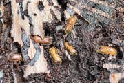 Wegen der hohen Temperaturen im Sommer kam es dieses Jahr zu einer Borkenkäferplage. (Bild: Alexandra Wey/Keystone (Cham, 24. 8. 2018))