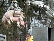 Belgien stuft die Gefahr vor der Afrikanischen Schweinepest herab. Das Landwirtschaftsministerium lockerte Massnahmen im Kampf gegen die Tierseuche. (Bild: KEYSTONE/AP/MICHAEL SOHN)