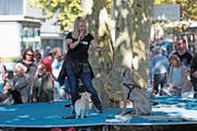 Die Hundetrainerin Carolina Jaroch mit ihren Hunden Ima (rechts) und Lio. (Bild: Roger Zbinden (Baar, 13. Oktober 2018))