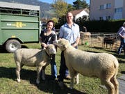 Schaf Leandra (links) von Besitzerin Corinne Sonderer und Widder Roy von Besitzer Michael Roth holten sich den Miss- und Mistertitel. (Bilder: Hanspeter Thurnherr)