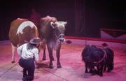 «Haustier-Revue»: Beim Zirkus Stey stehen nicht Tiger, sondern Kühe im Scheinwerferlicht. (Bild: Bilder: Reto Martin)