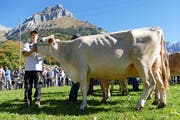 Die Bauern in Engelberg führten total 234 Tiere zur diesjährigen Viehschau auf. (Bild: Beat Christen, 12. Oktober 2018)